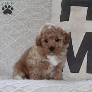Sprout, Maltipoo Puppy